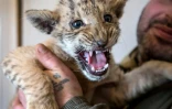 Erik Airapetyan, directeur de zoo, tient dans ses bras le ligre Tsar, à Kamensk-Chakhtinski dans la région de Rostov en Russie le 26 janvier 2017