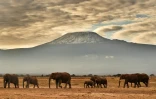 Des éléphants dans le Parc national Amboseli au Kenya le 3 novembre 2016