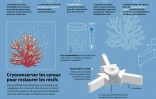 Cryoconserver les coraux pour restaurer les récifs