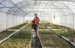 L'agriculteur Nico Thuynsma dans une serre où poussent différentes variétés de protéas dans sa ferme de Cullinan, à l'est de Pretoria, le 3 juin 2025 en Afrique du Sud