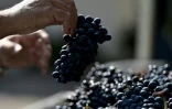 Quelque 35 millions de bouteilles de chianti classico, l'un des vins les plus connus de la planète, sont produites par an