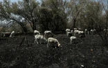 Un troupeau de moutons cherche de la nourriture sur un pâturage calciné après un incendie de forêt près de Piedralaves, à 100 kilomètres à l’ouest de Madrid, le 28 juillet 2026
