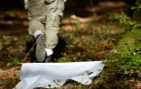 Chasse aux tiques dans une forêt près de l'Institut national de la recherche agronomique (Inra) à Champenoux (Meurthe-et-Moselle), le 28 septembre 2018
