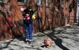 Une femme promène son bouledogue, une tétine dans la gueule, le 10 mai 2020 à New York