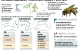 Les néonicotinoïdes, insecticides "tueurs d'abeilles"