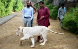 Bilal Mansoor Khawaja (g), propriétaire d'un zoo privé à Karachi, se promène avec l'un de ses lions blancs tenu en laisse par un employé, le 20 mai 2019 au Pakistan