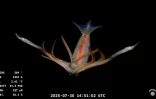 Capture d'écran d'une vidéo publiée par l'Institut océanographique Schmidt et enregistrée par le ROV SuBastian, dans laquelle on peut voir un calamar à 1.334 mètres de profondeur dans le canyon de Mar del Plata, dans la mer Argentine, le 30 juillet 2025.