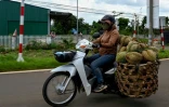 Une femme transporte des durians à motocyclette, le 15 août 2026 dans la province vietnamienne de Dak Lak 