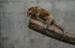 Un fourmilier nain le 26 octobre 2016 au zoo de Huachipa, à Lima