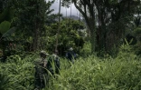 Des soldats des forces armées congolaises (FARDC) en patrouille dans la forêt entre les villages de Mwenda et Lose Lose, récemment attaqués par les ADF, le 23 mai 2021 en RDC