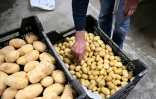 Un employé d'une coopérative agricole contrôle la qualité des pommes de terre fraîchement récoltées, le 26 septembre 2025 à Geer, dans l'est de la Belgique