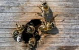 Des abeilles à l'entrée de leur ruche, le 4 avril 2025 à Vienne, en Autriche