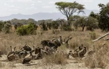 Des vautours se repaissent de la carcasse d'une éléphante dans la réserve de Kimana, près du parc national kényan d'Amboseli, le 12 août 2026 
