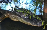 Un alligator se cache sous une branche dans le parc national des Everglades, en Floride, le 30 septembre 2021