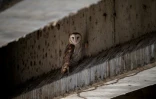 Avec environ 87.000 couples nicheurs, la chouette effraie, aussi appelée effraie des clochers, est le troisième rapace nocturne le plus commun en France
