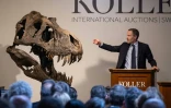 Le crâne du tyrannosaure rex "Trinity", lors de sa vente aux enchères à la maison Koller à Zurich, le 18 avril 2023