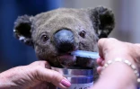 Un koala blessé dans un incendie est soigné à l'hôpital pour koalas de Port Macquarie, le 2 novembre 2019