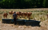 L'éleveur Pascal Mareix donne de l'eau à ses vaches à Mazeirat, le 7 juillet 2026 dans la Creuse