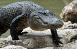 L'homme ne fait normalement pas partie des proies de prédilection des alligators, mais de récentes attaques ont marqué les esprits