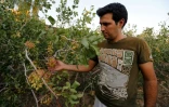Un ouvrier dans un champ de pistachiers dans la localité iranienne d'Izadabad (sud) , le 14 août 2016 