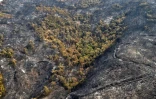 Des arbres calcinés dans un feu de forêt à Ait Daoud, le 13 août 2021 dans le nord de l'Algérie