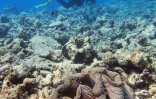 Les coraux de la Grande barrière d'Australie continuent de mourir, photo publié le 26 octobre par le centre de recherche australien pour l'excellence dans l'étude des barrières de corail