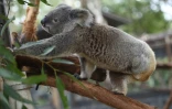 Un koala le 28 avril 2016 dans la localité côtière de Port-Macquarie en Australie