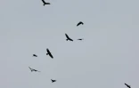 Des rapaces migrent par le "goulot d’étranglement de Batoumi", formé par la mer Noire et les montagnes du Caucase, le 22 septembre 2026 à Sakhalvasho, en Géorgie