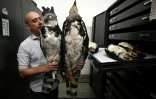 Le biologiste Andrés Cuervo, conservateur de la collection d'Ornithologie de l'Institut des Sciences Naturelles, montre des espèces embaumées dans le laboratoire de recherche scientifique de l'Université nationale de Bogota, le 23 février 2024 en Colombie