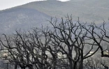 Des arbres calcinés par des feux de forêt à el-Kala, le 18 août 2022 en Algérie