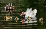 Des canards dans un lac du jardin botanique de Viña del Mar, au Chili, le 18 décembre 2024