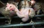 Photographie prise en avril 2017 et fournie par l'association L214, montrant les conditions d'elevage de poules en batterie dans une exploitation de la commune de Chauché, en vendée