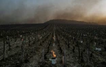 Des bougies antigel sont installées dans le vignoble de Chablis le 7 avril 2021 pour lutter contre un épisode de gel tardif