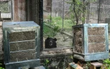 Un ours noir dans un enclos du Centre de sauvetage de la faune de Margallah, à Islamabad, le 7 juillet 2026 au Pakistan