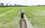 Des travailleurs plantent du riz dans les environs d'Amritsar, en Inde, le 19 juin 2023