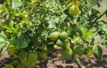 Photo prise le 9 avril 2018 de citrons atteints par la maladie du dragon jaune, également appelée "citrus greening", dans une serre du Cirad (Centre de coopération internationale en recherche agronomique pour le développement)