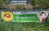 Une banderole avec l'image d'un kiwi (g), dans un champ de l'entreprise ReFruits, à quelques kilomètres de la centrale nucléaire sinistrée de Fukushima, le 24 avril 2025 à Okuma, au Japon