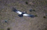 Un mâle Condor dans la réserve naturelle de Chakana, le 10 septembre 2020, au sud-est de Quito, en Equateur