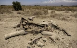 Une carcasse d'éléphante gît dans la réserve de Kimana, près du célèbre parc national kényan d'Amboseli, le 12 août 2026 