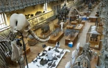 Déménagement de spécimens avant des travaux au sein de la Galerie de Paléontologie et d'Anatomie comparée du Muséum national d'Histoire naturelle, le 3 février 2026 à Paris 
