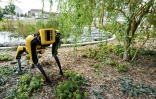 Le robot-chien Scar, télécommandé, se déplace dans les jardins de l'Ecole des Mines de Nancy, le 23 septembre 2020