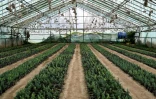 Des plants de pins dans une pépinière de Paghman en Afghanistan le 11 mai 2026