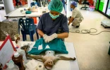 Un vétérinaire stérilise un macaque à Lopburi, en Thaïlande, le 21 juin 2020