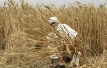Récolté de blé près d'Amritsar, en Inde, le 12 avril 2022