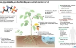 Le glyphosate