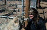 L'écologiste Darlene Kokobel caresse un loup au Colorado Wolf and Wildlife Center, un sanctuaire réservé à l'animal, le 28 mars 2023 à Divide