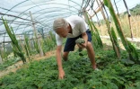 Le producteur agricole Vasil Nikolovski, observe du kiwano, appelé aussi melon à cornes, dans une serre à Divjake, le 1er juillet 2025 en Albanie