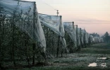 Les bourgeons des jeunes pommiers ont été protégés par un système d'aspersion d'eau pour faire face au gel, dans le Tarn-et-Garonne, le 4 avril 2022