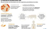 La bactérie Escherichia coli