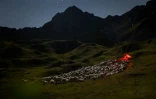 Un troupeau de moutons surveillé par des bénévoles de l'ONG Oppal pour la protection des alpages, le 10 août 2023 à Pontimia, dans les Alpes suisses